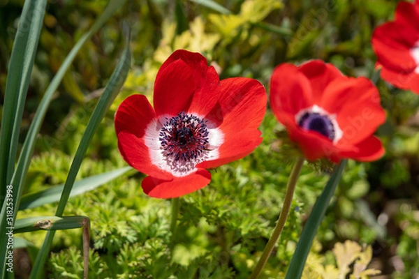 Obraz アネモネの写真