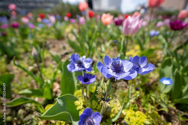 Obraz アネモネの写真