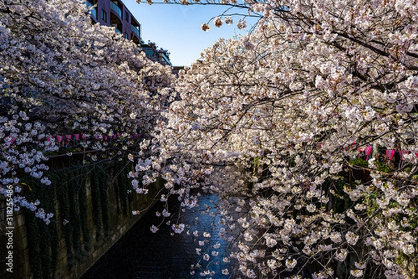 Obraz 桜の写真