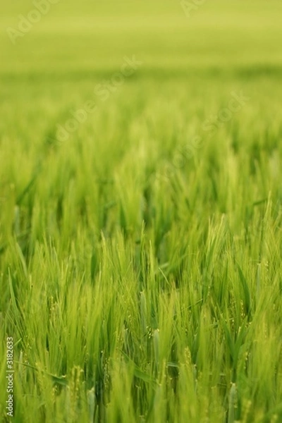 Fototapeta wheat field up close