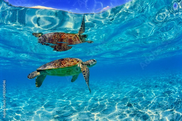 Fototapeta 沖縄のビーチで泳ぐウミガメ