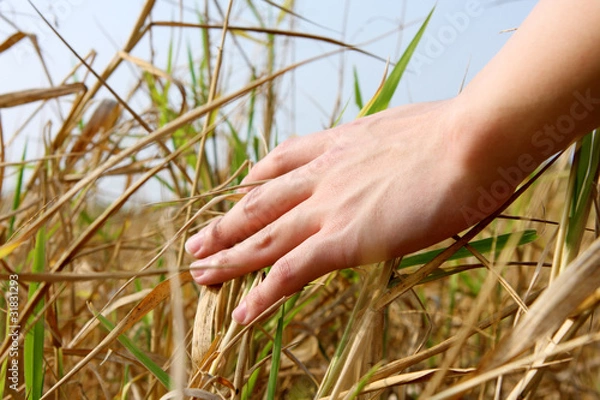 Fototapeta close up of a man's hand touching the grass, 'feeling nature