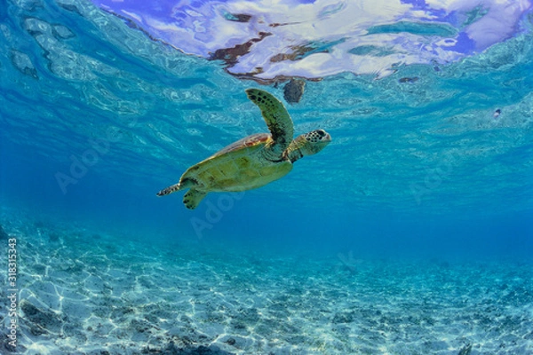 Fototapeta 沖縄のビーチで泳ぐウミガメ