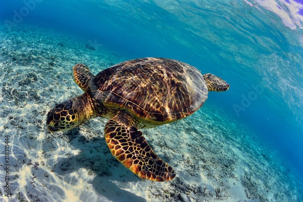 Fototapeta 沖縄のビーチで泳ぐウミガメ