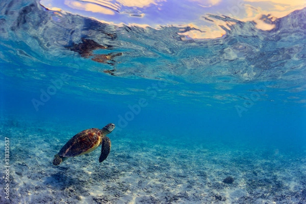 Fototapeta 沖縄のビーチで泳ぐウミガメ