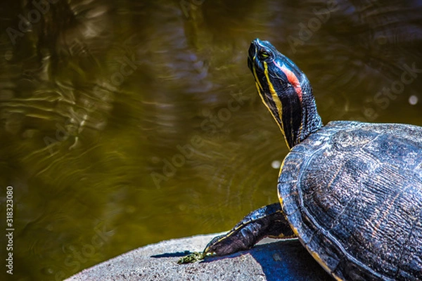 Obraz Should i go for a swim?