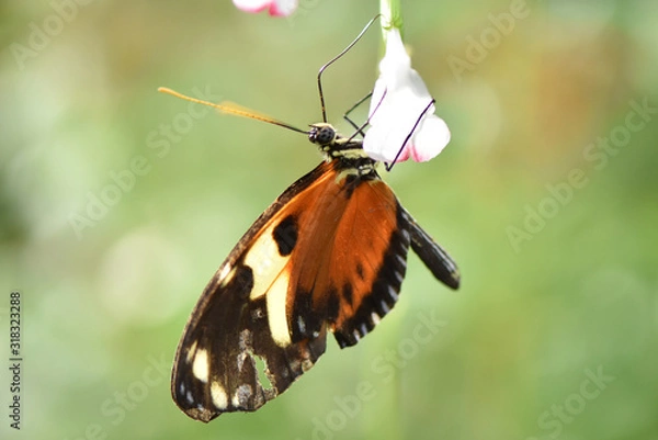 Fototapeta Butterfly 2019-209 / Tiger Longwing (Heliconius Hecale)