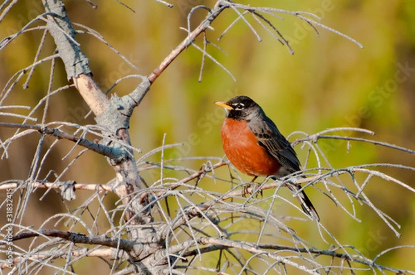 Obraz American robin sits on a bench