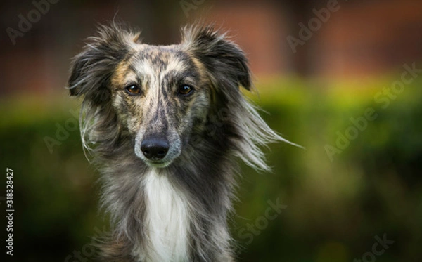 Fototapeta gestromter Silken Windsprite
