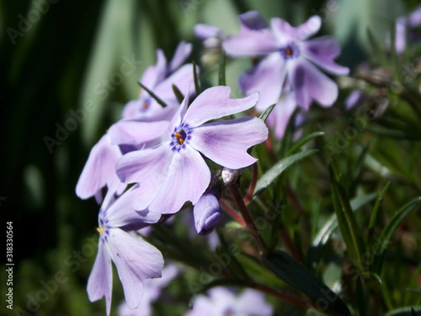 Obraz purple spring flowers