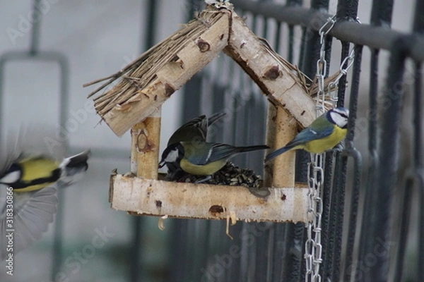Fototapeta Sikory ,Sikora Modraszka i Sikora Bogatka ,ptaki w karmiku ,dokarmianie ptaków