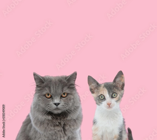 Obraz team of two cats on pink background