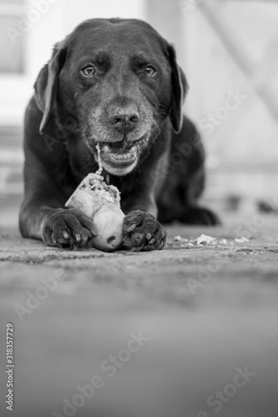 Fototapeta Labrador Dog with Bone