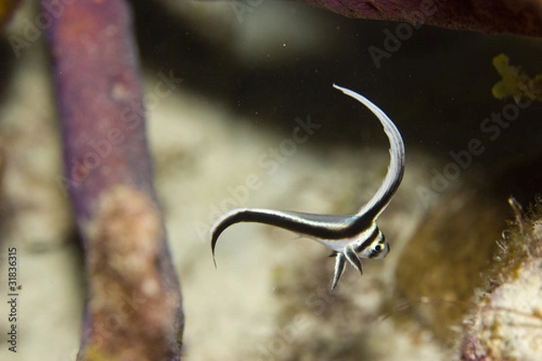 Obraz Juvenile Spotted Drum (Equetus punctatus)
