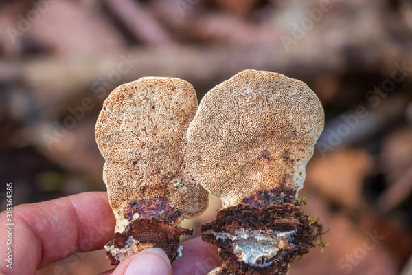 Fototapeta Underside of a polypore mushroom with pores
