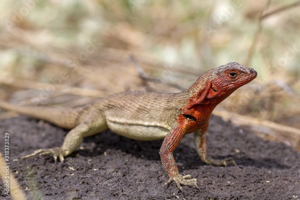 Obraz Lava Lizard of Galapagos Islands