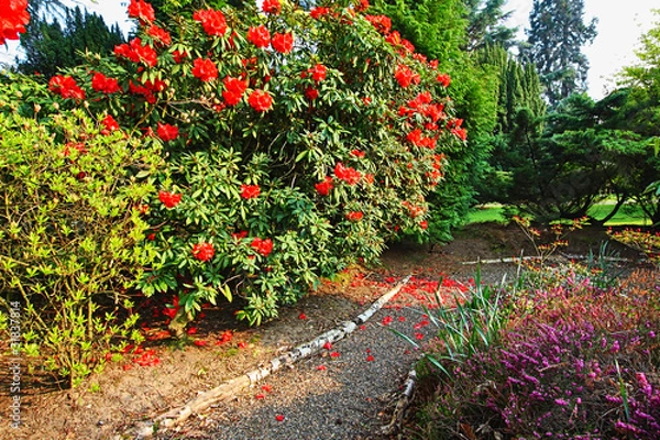 Fototapeta Beautiful, old park with azalea trees