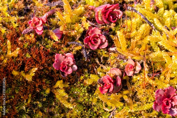 Fototapeta Bewuchs auf Sandstein