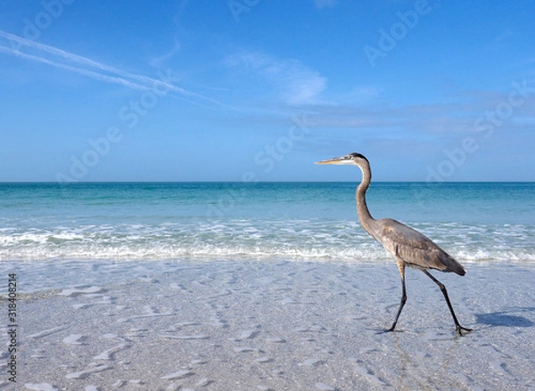 Obraz Great Blue Heron (Ardea herodias) walking in shallow surf and a take off sequence on St. Pete Beach, Florida.
