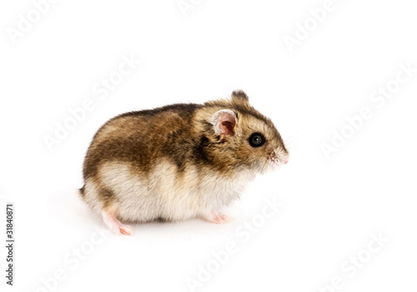 Obraz Dwarf hamster