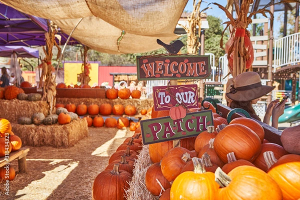 Obraz Pumpkin Patch During Holloween Time in California