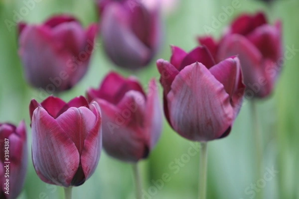 Fototapeta Violet Tulip