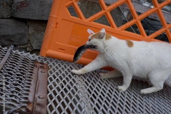 Obraz 愛媛県大洲市あおしまの猫達