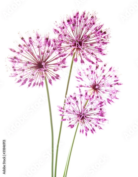 Fototapeta allium