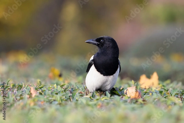 Fototapeta The  Eurasian Magpie on the grass with colorful background. Common Magpie or Pica pica. Place for text.