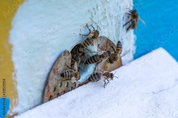 Fototapeta Honey bees swarm in the hive. Workers bees arrive and fly away, guard bees guard the entrance from violators.