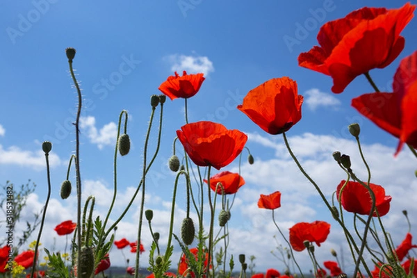Fototapeta the poppies field