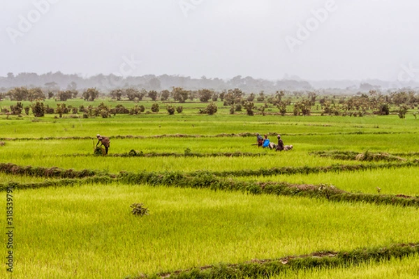 Obraz Malagasy farmers working rice