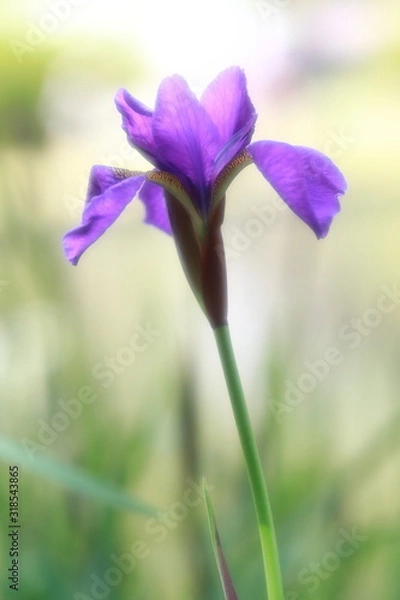 Obraz 美しい菖蒲_ソフトイメージ