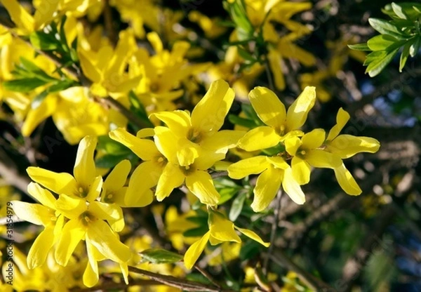 Obraz forsithia blooming