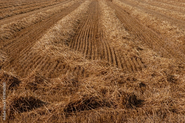 Fototapeta Weizenfeld