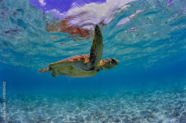 Fototapeta 沖縄　ビーチで泳ぐウミガメ