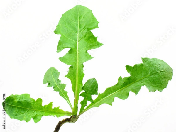 Obraz Kräutergarten : Löwenzahn