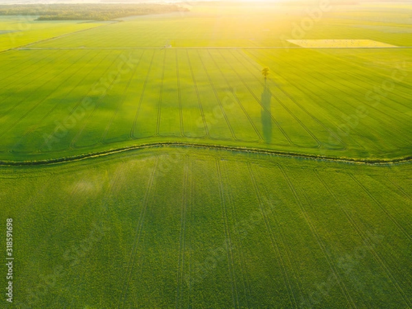 Fototapeta Drone shot of green agriculture fields in Lithuania