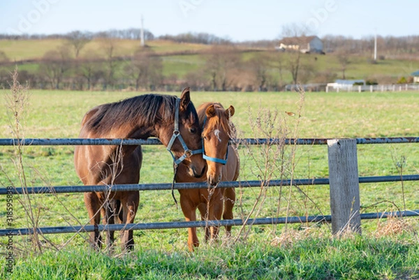 Obraz 早朝放牧中の競走馬 / 北海道新ひだか町の牧場