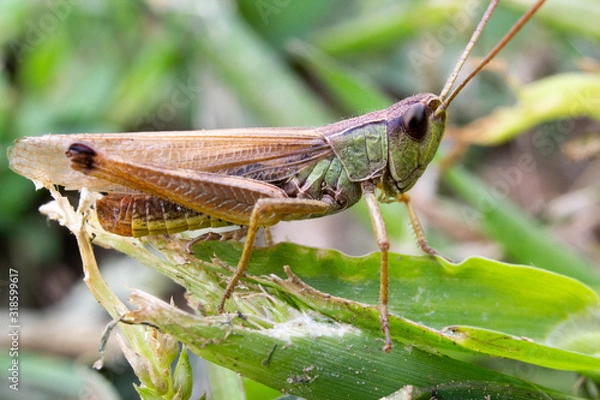 Obraz grasshopper on grass