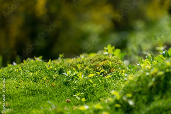 Obraz Un monde de mousse