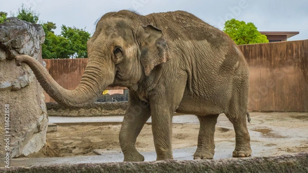 Fototapeta ゾウ②