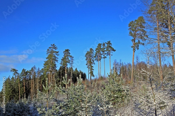 Obraz Forest in winter