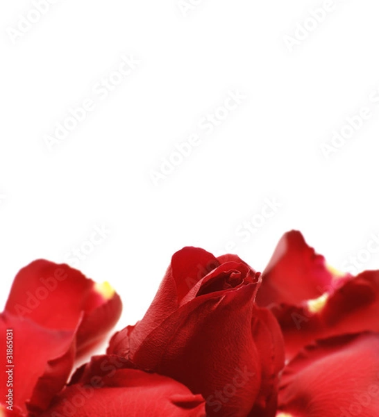 Fototapeta Red Rose Background