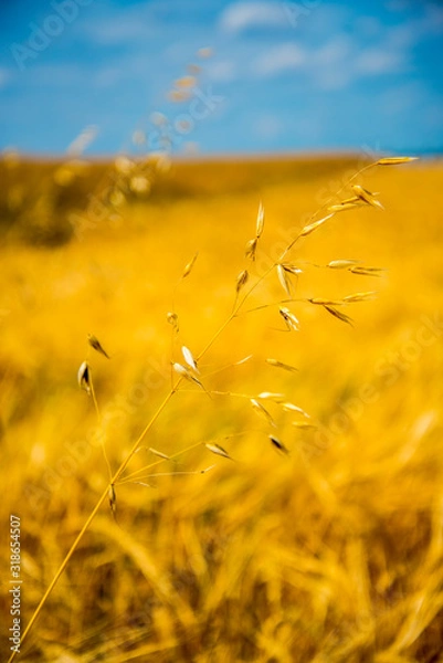 Fototapeta field of wheat