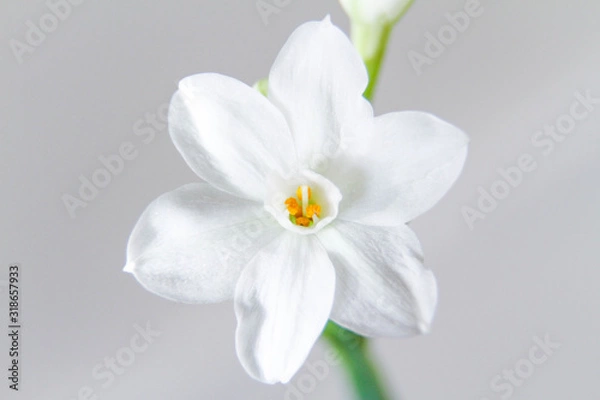 Fototapeta White Daffodil flowers, also known as Paperwhite, Narcissus papyraceus. Close-up, on a light grey background. 