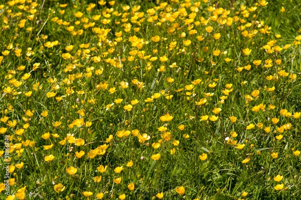 Obraz lots of yellow flowers in a field on a sunny day