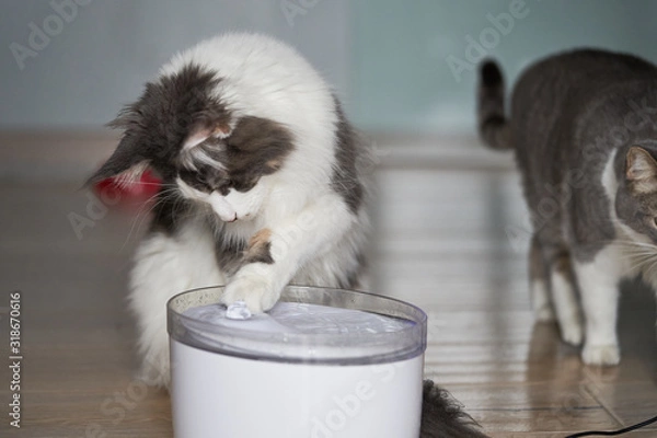Obraz Drinking fountain for cats