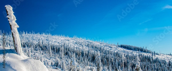 Fototapeta winter landscape with trees and snow