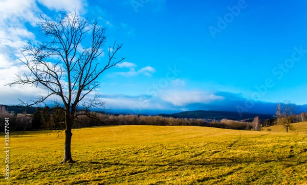 Fototapeta single tree in the field